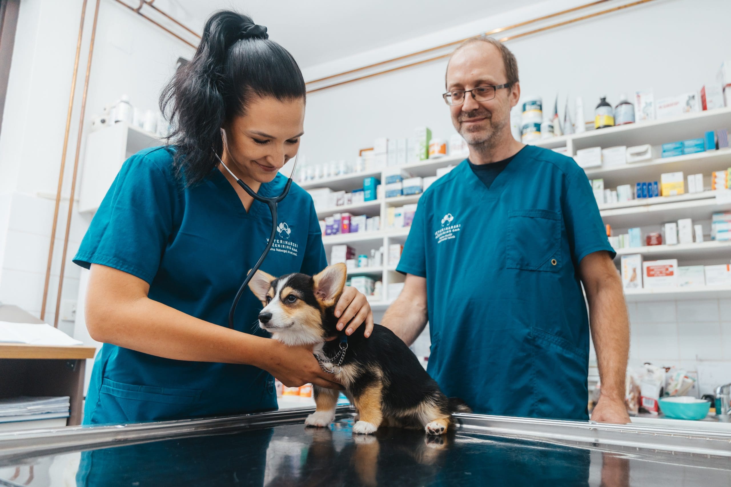 Splošni veterinarski pregled psa v ambulanti
