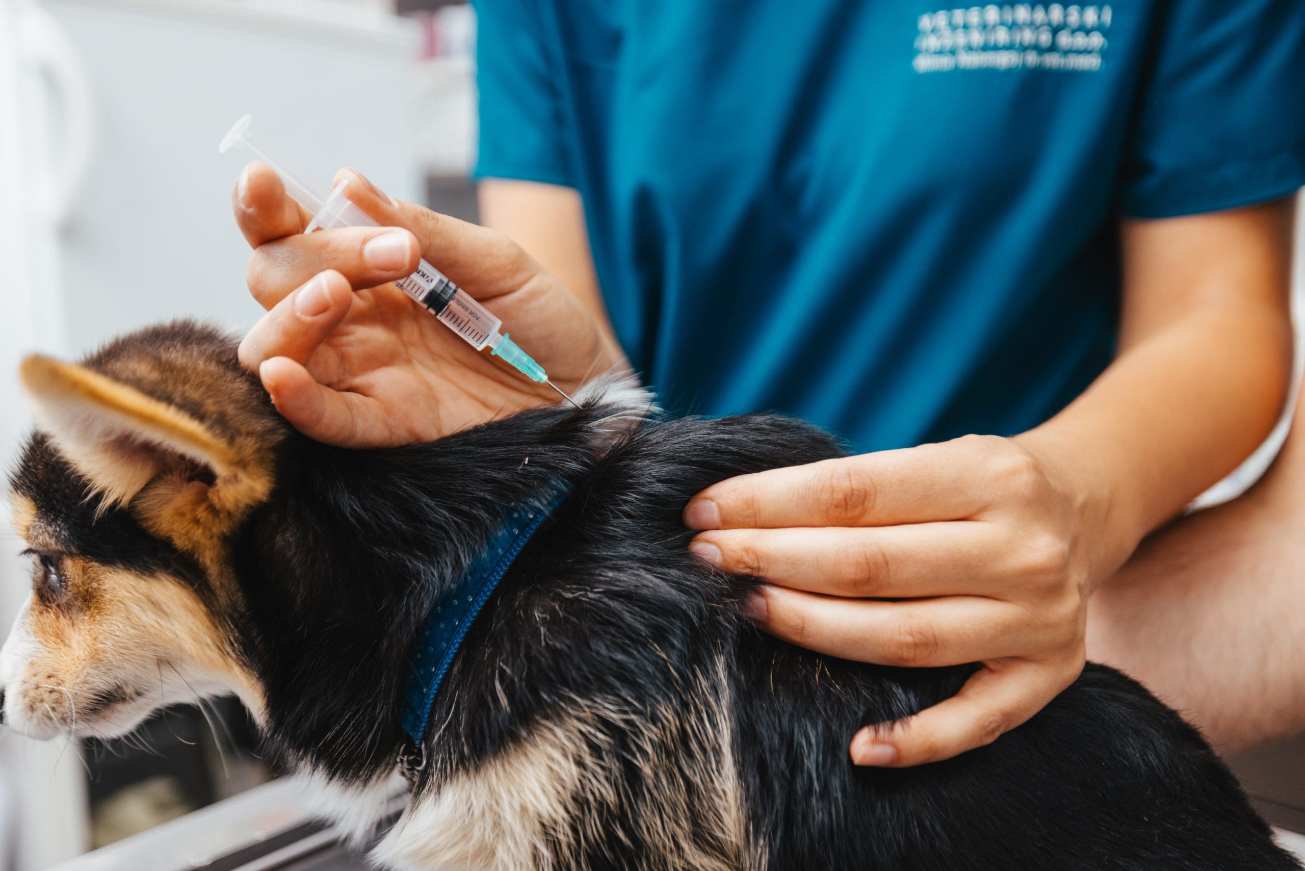 Cepljenje psa v veterinarski ambulanti